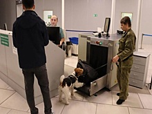 В новосибирском аэропорту собака  Бьерн не дала мигранту нелегально вывезти за рубеж крупную сумму