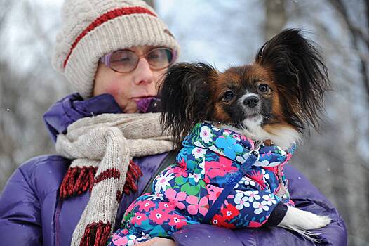 Как защитить от стресса своих питомцев во время новогодних салютов