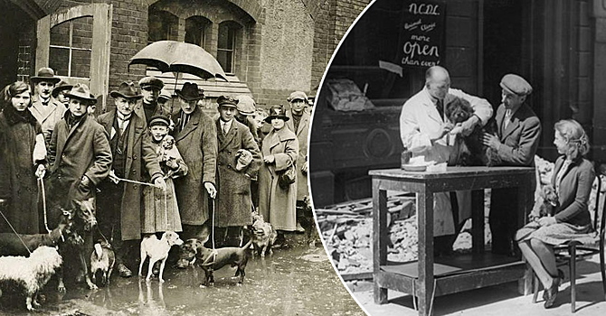 Холокост животных: почему перед войной в Британии усыпили более 750 тысяч домашних питомцев?