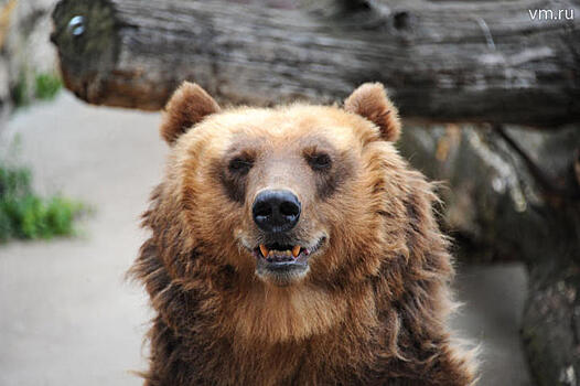 В Кавказском заповеднике из-за медведей временно запретили ночевки на стоянках туристов