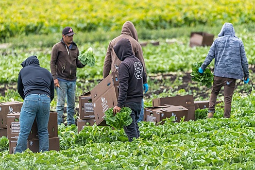 Астрахань без мигрантов снизит сельхозпроизводство на 70 процентов