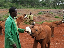 Россия обсудит с ЮАР импорт слонов и жирафов для зоопарков из Лимпопо