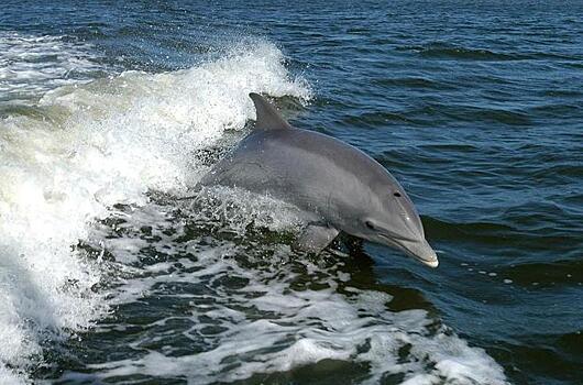 Видео серфингистов с дельфинами набирает популярность в Сети