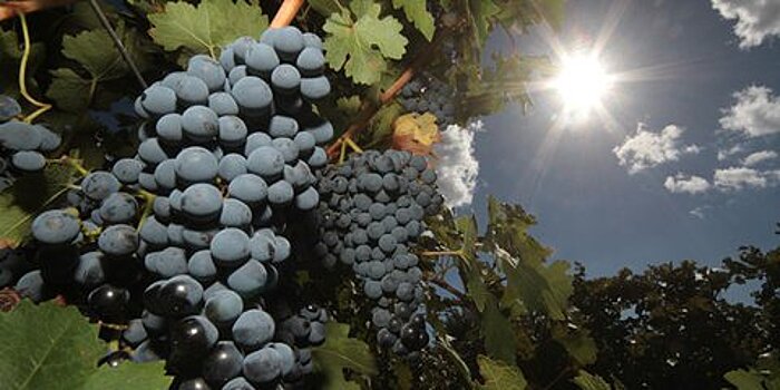 Ученые назвали виноград эффективным средством от депрессии