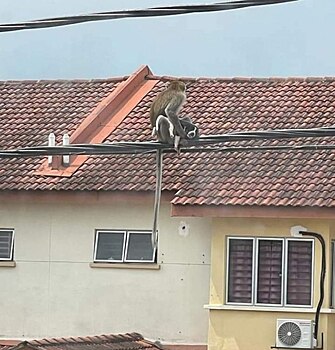 В Малайзии банда диких обезьян похищает домашних животных и держит их в заложниках