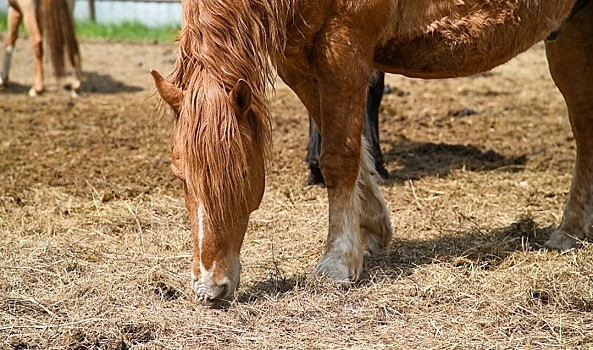 В Волгоградской области пассажирка авто пострадала в ДТП с лошадью