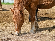 В Волгоградской области пассажирка авто пострадала в ДТП с лошадью