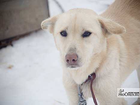 Оренбургские приюты для собак отказались принимать подопечных от подрядчика по отлову