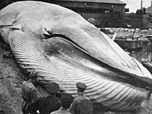 Самое страшное цунами русской истории: что случилось на Курилах в 1952 году