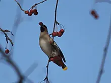 Эксперт Иван Павлов рассказал, какие виды птиц мигрируют в Самарскую область в период холодов