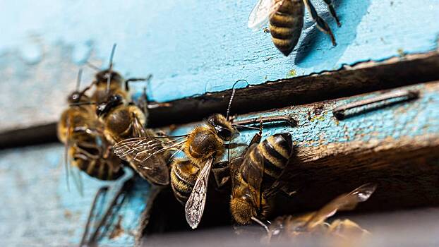 «Тратят много энергии»: пчеловод рассказал, что делают пчелы зимой