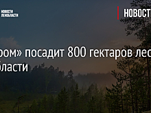 «Газпром» посадит 800 гектаров леса в Ленобласти