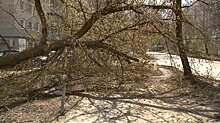 На улице Толстого почти две недели пролежало упавшее дерево