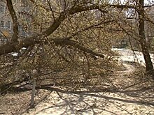 На улице Толстого почти две недели пролежало упавшее дерево