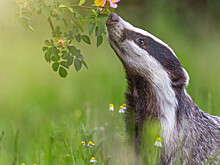 Вакцина в каждую нору: в Ленинградской области животных прививают от бешенства