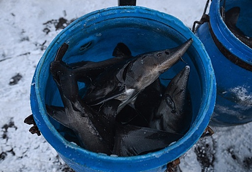 Суд признал банкротом производителя рыбной продукции «Балтийский берег»