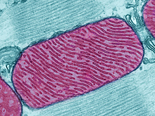 Астаксантин предотвращает окислительный стресс