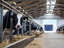 Адыгея существенно увеличила показатели урожайности и производства продуктов питания