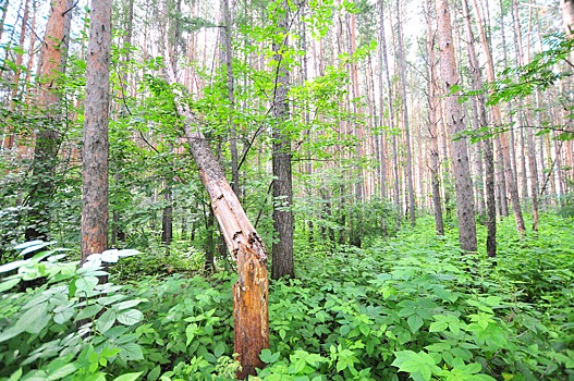 Уралец отсудил у властей полмиллиона за упавшее на его Renault дерево