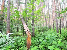 Уралец отсудил у властей полмиллиона за упавшее на его Renault дерево