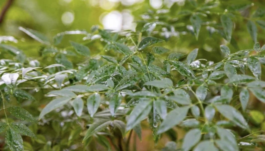 Редкий вид деревьев восстановят в Великобритании. Ученые создали живую библиотеку из клонов