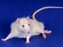 В Москве на улице нашли чемодан с 25 крысами