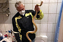 Мужчина нашел в своем унитазе огромную змею