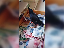 Умный скворец научился воровать деньги для хозяина