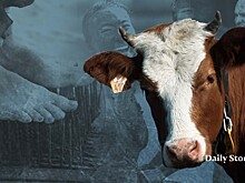 Метание навоза, хождение по гвоздям и гонки на тракторах. Все самые интересные конкурсы этого лета!