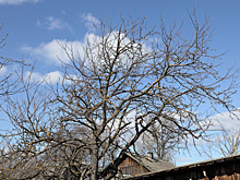 Как омолодить старую яблоню