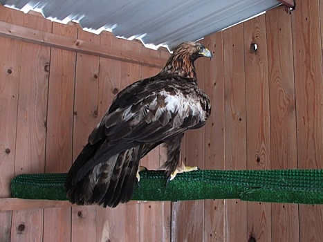 В орнитарии «Сокольников» вылечат беркута с сахарным диабетом