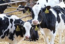 Нетели и родзал для коров: в Болхове завершается модернизация молочного комплекса