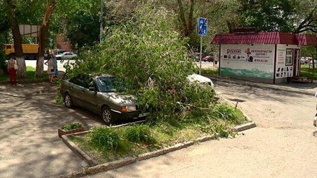 На проспекте Победы старое дерево свалилось сразу на три автомобиля