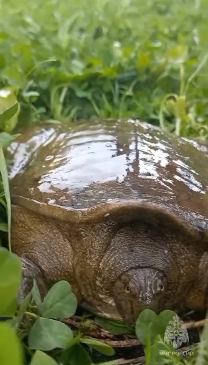 Сотрудники МЧС обнаружили и спасли черепаху из Красной книги в Биробиджане