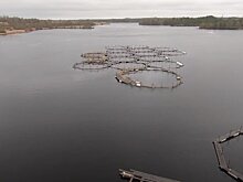 Житель Карелии пожаловался на заброшенное форелевое хозяйство в Кемском районе