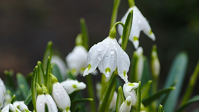 Пять способов продлить жизнь увядшим цветам