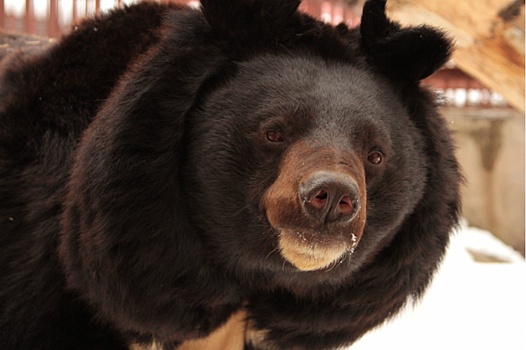 Выборы не проспят: в Екатеринбурге проснулись медведи