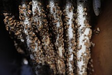 Американские пчеловоды потеряли 40% колоний медоносных пчел