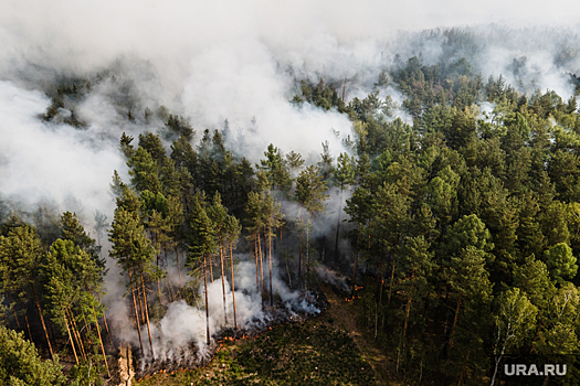 Ученый УрО РАН Григорьев: низовые пожары помогают уничтожить ненужный мусор в лесу