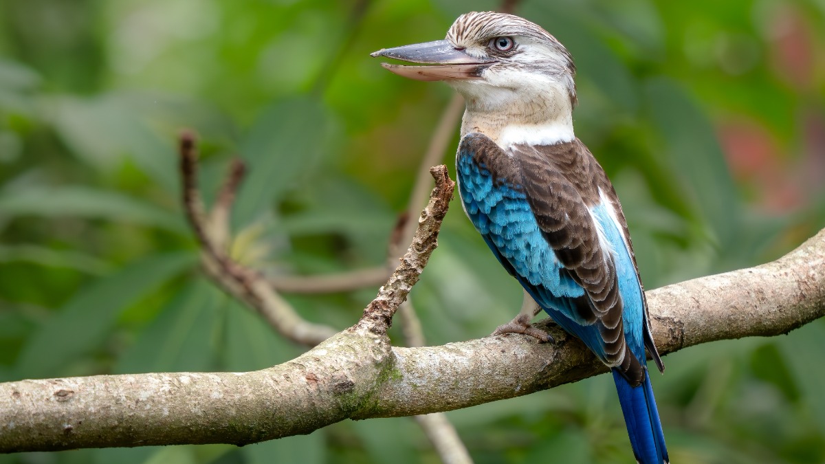 Ученые обнаружили в Австралии птиц, которые могут менять пол