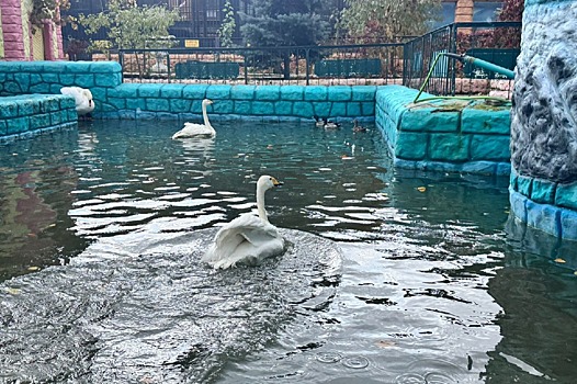 Лебедей и черепах из Центрального парка Ставрополя отправили на зимовку в зоопарк