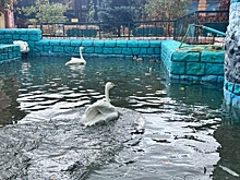 Лебедей и черепах из Центрального парка Ставрополя отправили на зимовку в зоопарк