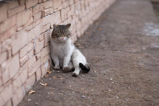 Во Владивостоке жители дома пытаются спасти кошек, замурованных в подвале