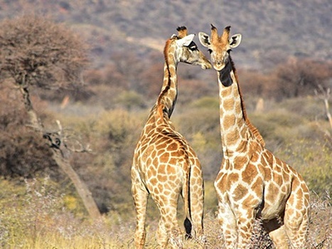 Биологи выяснили, зачем жирафам длинные шеи