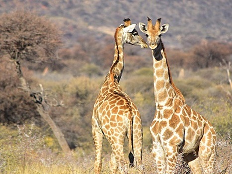 Биологи выяснили, зачем жирафам длинные шеи