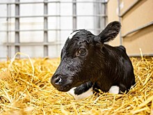 Клонированного теленка с нормальным весом вывели в Краснодарском крае