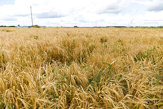 Урожай зерна в Подмосковье превышен на 158% в текущем году