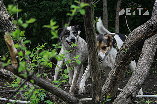 Бродячие собаки снова нападают на детей на Сахалине