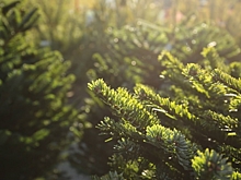 В каждом районе Волгограда откроют площадки для продажи хвойных деревьев