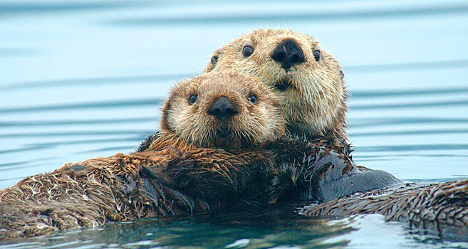 Ученые обнаружили, что морские выдры умеют использовать орудия труда